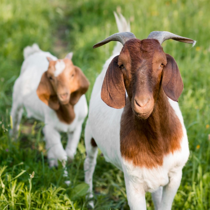 close-up-goats-farm