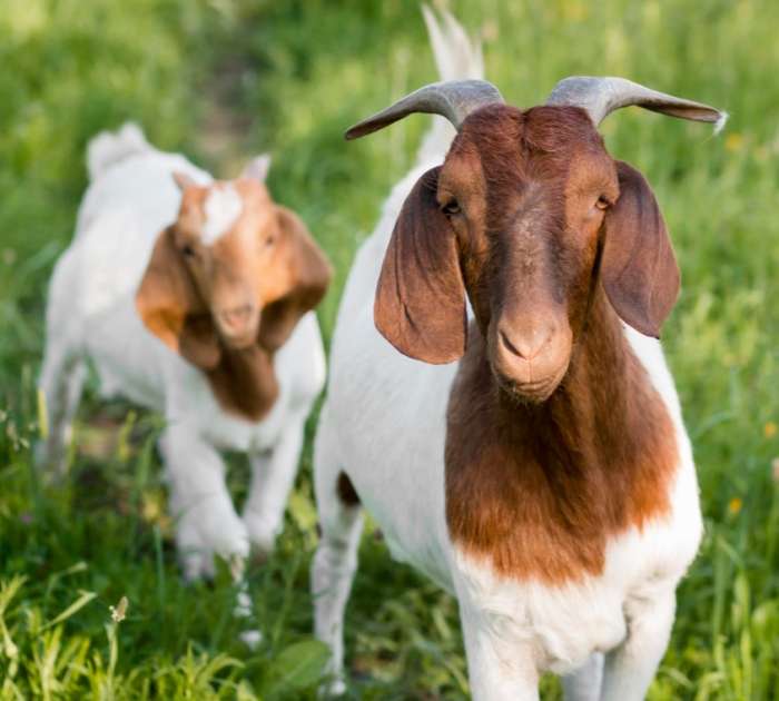 close-up-goats-farm